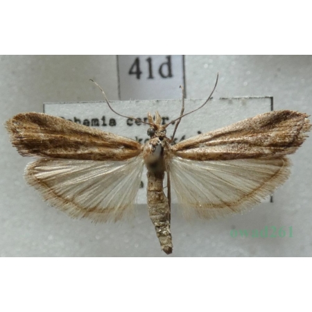 Ancylosis cinnamomella (Duponchel, 1836) Czech41d